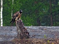 Gypaetus barbatus 83, Lammergier, Saxifraga-Hans Dekker
