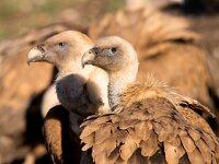 Gyps fulvus 101, Vale gier, Saxifraga-Bart Vastenhouw