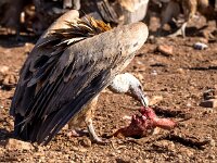 Gyps fulvus 103, Vale gier, Saxifraga-Bart Vastenhouw