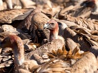 Gyps fulvus 105, Vale gier, Saxifraga-Bart Vastenhouw