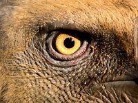 Gyps fulvus 108, Vale gier, Saxifraga-Bart Vastenhouw