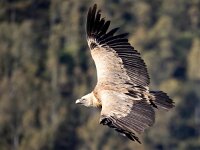 Gyps fulvus 124, Vale gier, Saxifraga-Bart Vastenhouw