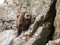 Gyps fulvus 125, Vale gier, Saxifraga-Bart Vastenhouw