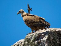 Gyps fulvus 126, Vale gier, Saxifraga-Bart Vastenhouw