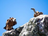 Gyps fulvus 130, Vale gier, Saxifraga-Bart Vastenhouw