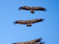 Gyps fulvus 134, Vale gier, Saxifraga-Bart Vastenhouw