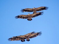 Gyps fulvus 135, Vale gier, Saxifraga-Bart Vastenhouw