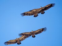 Gyps fulvus 136, Vale gier, Saxifraga-Bart Vastenhouw