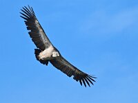 Gyps fulvus 141, Vale gier, Saxifraga-Tom Heijnen