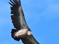 Gyps fulvus 142, Vale gier, Saxifraga-Tom Heijnen
