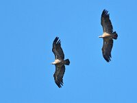 Gyps fulvus 143, Vale gier, Saxifraga-Tom Heijnen