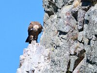 Gyps fulvus 144, Vale gier, Saxifraga-Tom Heijnen