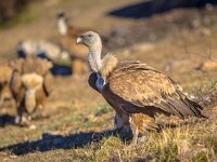 Griffon vulture perched on ground  Griffon vulture (Gyps fulvus) perched and resting on ground in sunny conditions in Spanish Pyrenees, Catalonia, Spain, April. This is a large Old World vulture in the bird of prey family Accipitridae. It is also known as the Eurasian griffon. : accipitridae, animal, animal head, beak, beautiful, bill, bird, bird of prey, brown, carnivore, closeup, detail, eagle, europe, european, eye, face, fauna, feather, fulvus, furry, griffon, griffon vulture, gyps, gyps fulvus, head, looking, majestic, nature, one, ornithology, plumage, portrait, predator, prey, pyrenees, raptor, scavenger, slope, spain, sun, sunny, vulture, vulture head, wet, white, wild, wilderness, wildlife