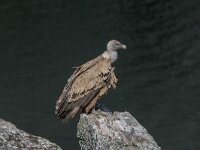 Gyps fulvus 151, Vale gier, adult, Saxifraga-Theo Verstrael