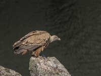 Gyps fulvus 153, Vale gier, adult, Saxifraga-Theo Verstrael