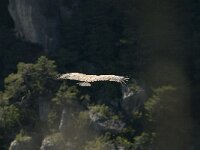 Gyps fulvus 17, Vale gier, Saxifraga-Jan van der Straaten