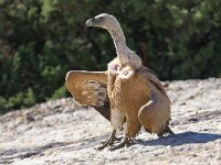 Gyps fulvus 19, Vale gier, Saxifraga-Bart Vastenhouw