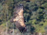 Gyps fulvus 2, Vale gier, Saxifraga-Bart Vastenhouw