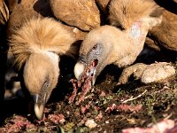 Gyps fulvus 24, Vale gier, Saxifraga-Bart Vastenhouw