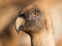 Gyps fulvus 29, Vale gier, Saxifraga-Bart Vastenhouw