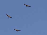 Gyps fulvus 3, Vale gier, Saxifraga-Mark Zekhuis