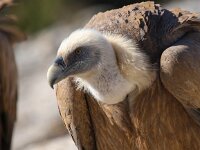 Gyps fulvus 32, Vale gier, Saxifraga-Bart Vastenhouw