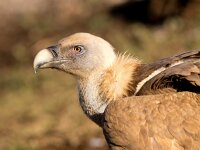 Gyps fulvus 39, Vale gier, Saxifraga-Bart Vastenhouw