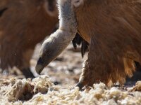 Gyps fulvus 42, Vale gier, Saxifraga-Bart Vastenhouw