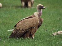 Gyps fulvus 46, Vale gier, Saxifraga-Martin Mollet