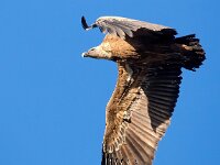 Gyps fulvus 62, Vale gier, Saxifraga-Bart Vastenhouw