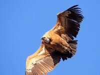 Gyps fulvus 68, Vale gier, Saxifraga-Bart Vastenhouw