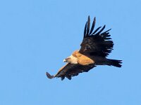 Gyps fulvus 69, Vale gier, Saxifraga-Bart Vastenhouw