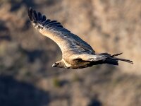 Gyps fulvus 73, Vale gier, Saxifraga-Bart Vastenhouw