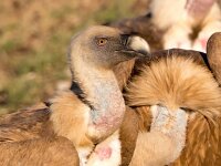 Gyps fulvus 75, Vale gier, Saxifraga-Bart Vastenhouw