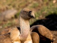 Gyps fulvus 76, Vale gier, Saxifraga-Bart Vastenhouw