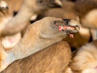 Gyps fulvus 78, Vale gier, Saxifraga-Bart Vastenhouw