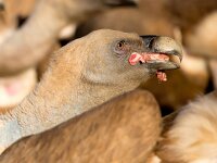 Gyps fulvus 79, Vale gier, Saxifraga-Bart Vastenhouw