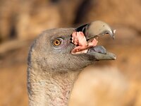 Gyps fulvus 80, Vale gier, Saxifraga-Bart Vastenhouw