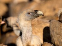 Gyps fulvus 81, Vale gier, Saxifraga-Bart Vastenhouw