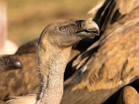 Gyps fulvus 87, Vale gier, Saxifraga-Bart Vastenhouw