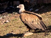 Gyps fulvus 95, Vale gier, Saxifraga-Bart Vastenhouw