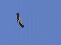 Gyps himalayensis, Sneeuwgier 3, Saxifraga-Mark Zekhuis