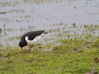 Haematopus ostralegus 107, Scholekster, Saxifraga-Jan Nijendijk