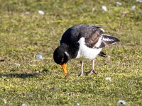 Haematopus ostralegus 111, scholekster, Saxifraga-Bart Vastenhouw
