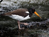 Haematopus ostralegus 112, scholekster, Saxifraga-Bart Vastenhouw
