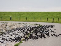 Haematopus ostralegus 123, Scholekster, adult, Saxifraga-Theo Verstrael