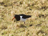 Haematopus ostralegus 125, Scholekster, Saxifraga-Jan Nijendijk