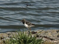 Haematopus ostralegus 3, Scholekster, juvenile, Saxifraga-Piet Munsterman