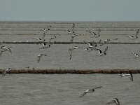 Haematopus ostralegus 51, Scholekster, Saxifraga-Bas Klaver