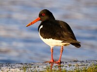 Haematopus ostralegus 55, Scholekster, Saxifraga-Bart Vastenhouw